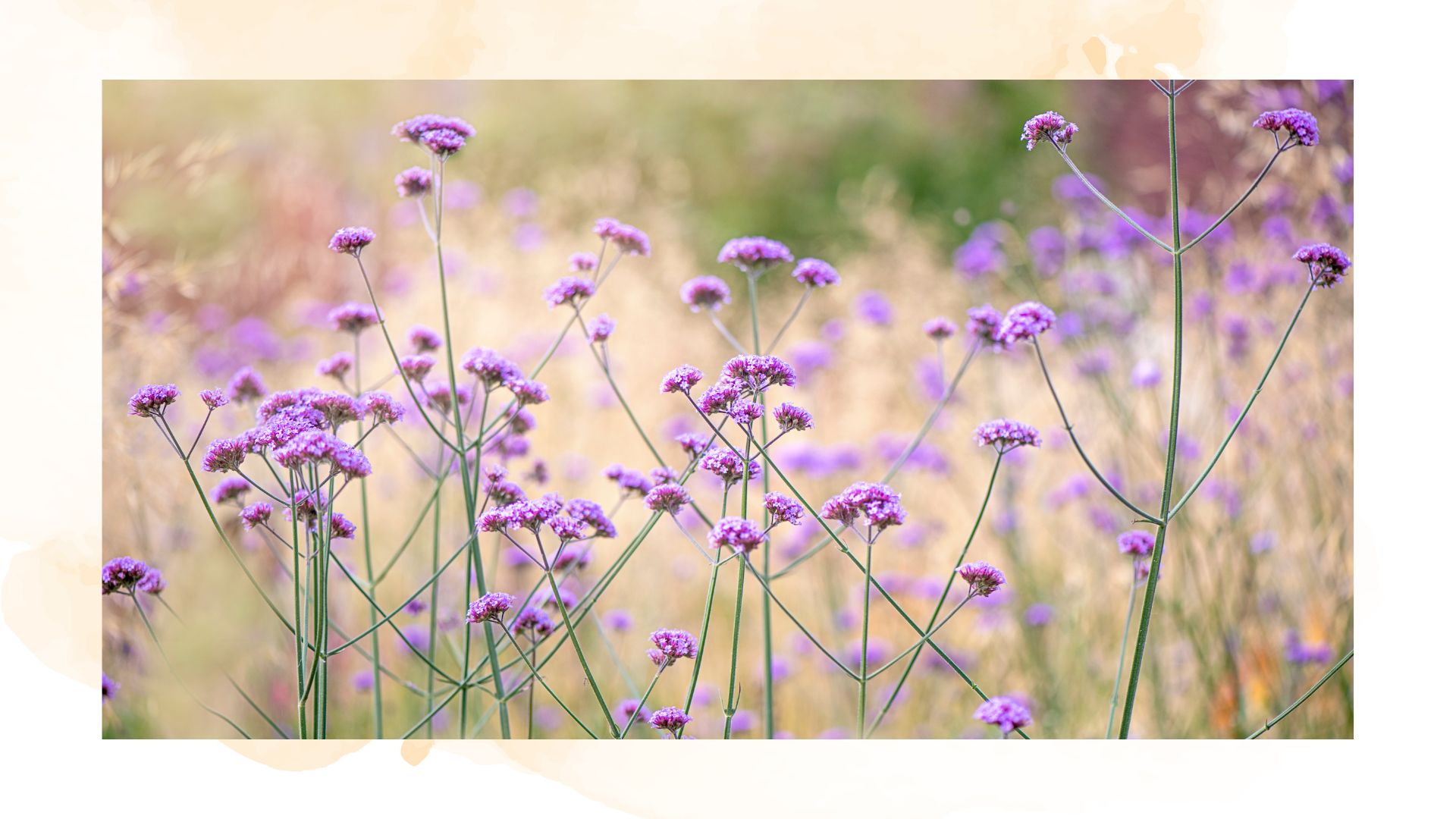 picture of purple verbena in garden