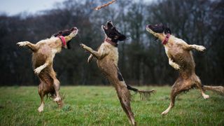 Three springer spaniels jumping to catch a stick