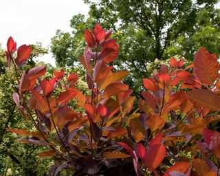 Red leaves of ‘Grace’ smoke tree (Cotinus ‘Grace’)