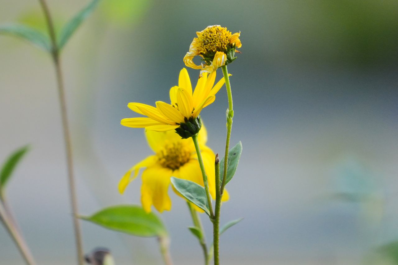 A photo taken on a Sony RX10 V bridge camera