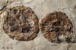 turtles fossilized in mating position
