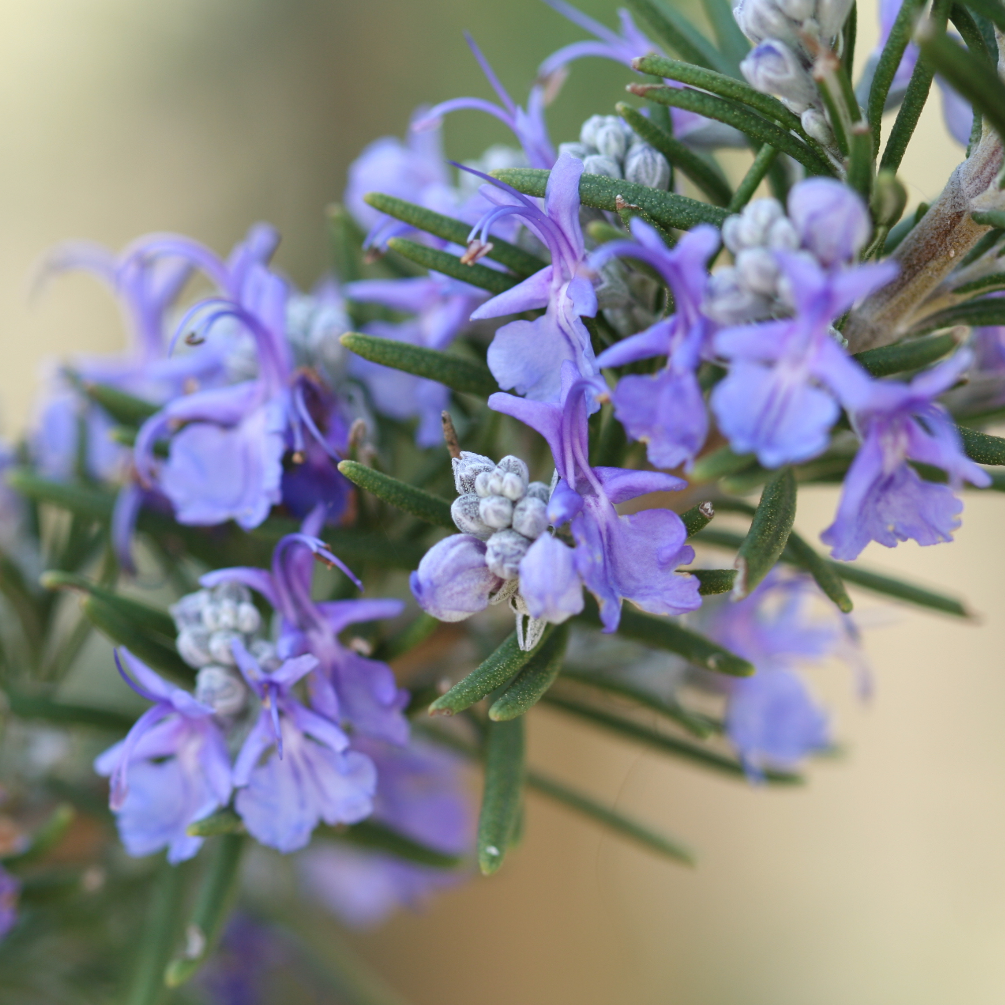 Rosemary in bloom