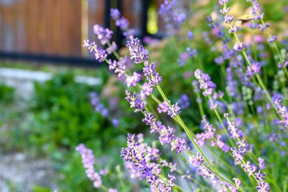 Lavender bushes close-up. An image with blurred and sharp lavender flowers