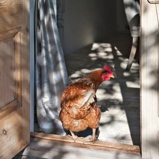 chicken with wooden door and curtains