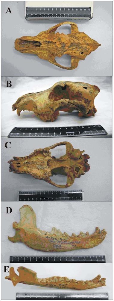 Altai dog skull