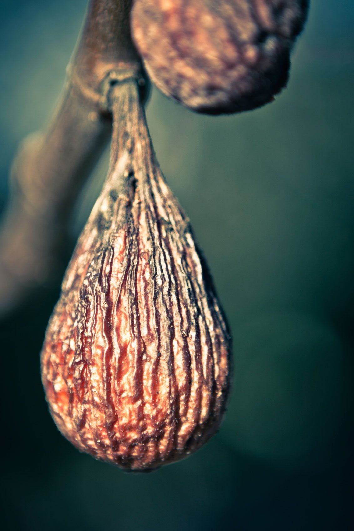 Dried Up Fig Fruit Why Are My Figs Drying On The Tree Gardening