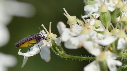 A gnat on a white flower