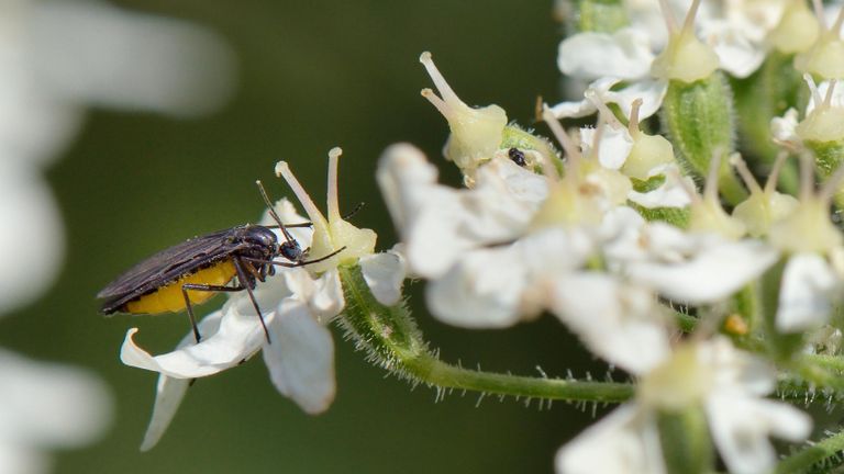 A gnat on a white flower