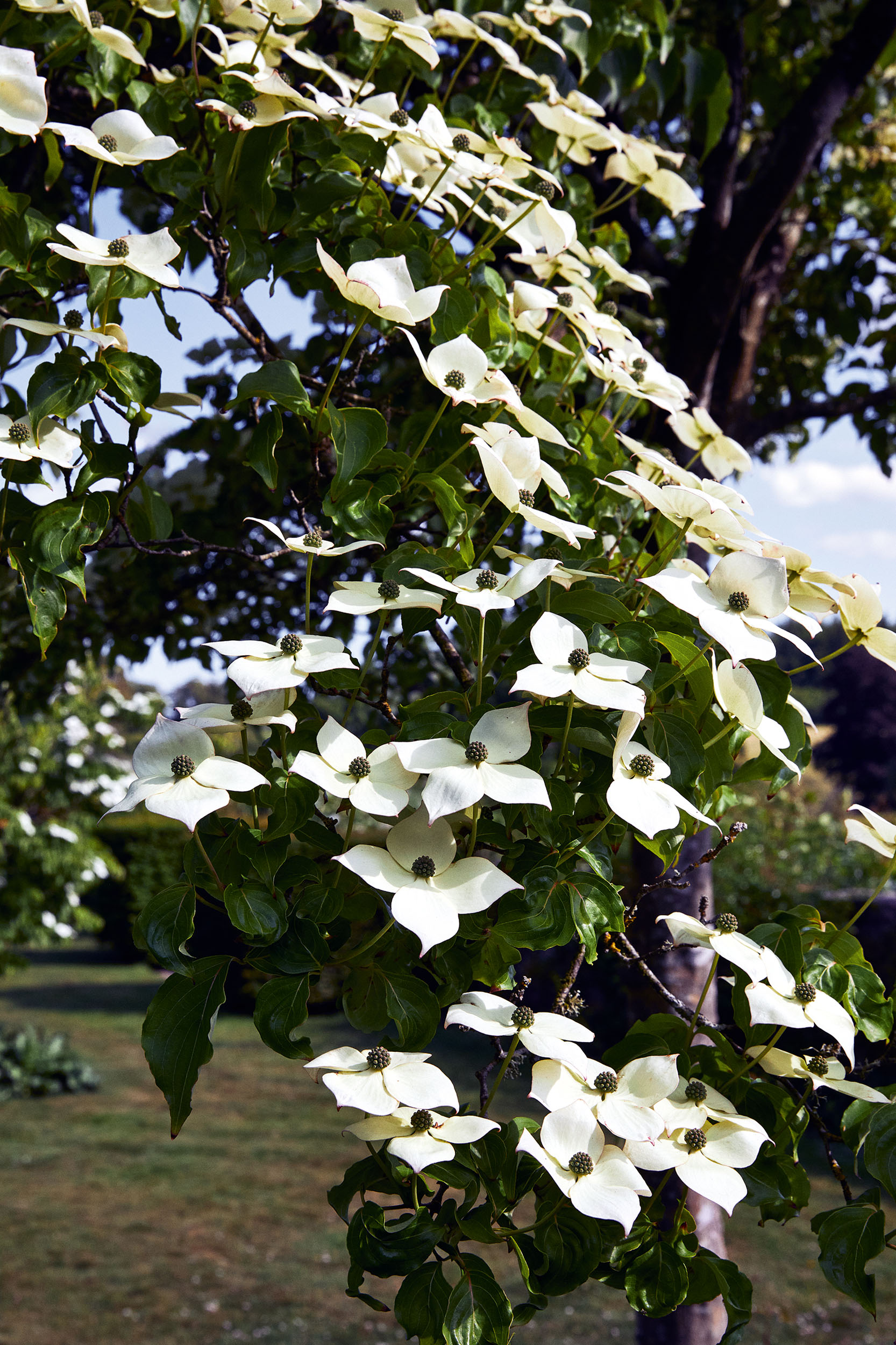 The garden at Fonthill House, Wiltshire