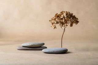 Japanese style stones and plant