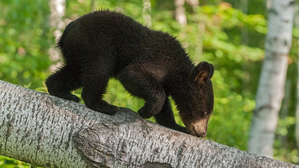 Young Californian black bears are becoming fearless due to a deadly and mysterious brain infection.