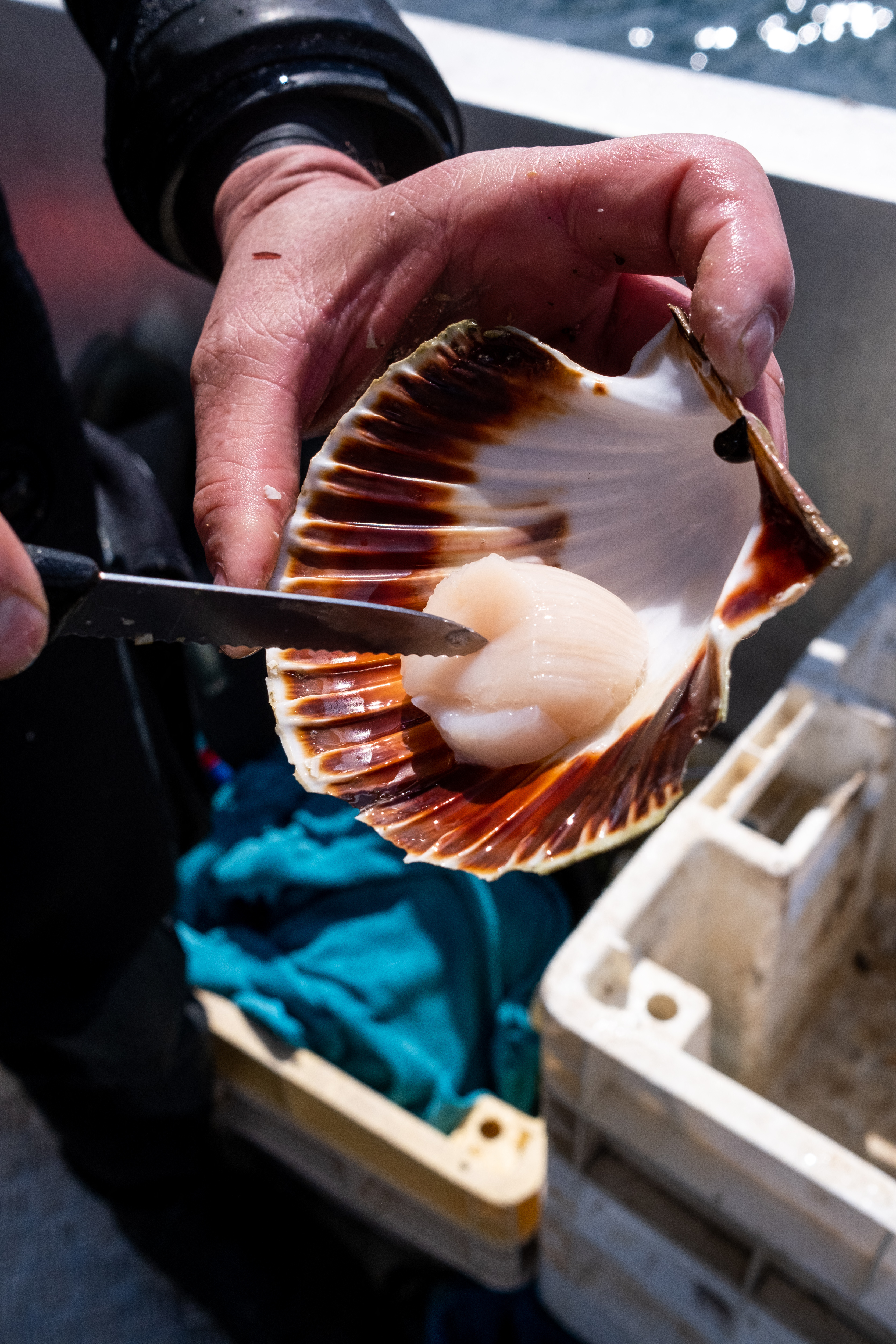 Scallop diving