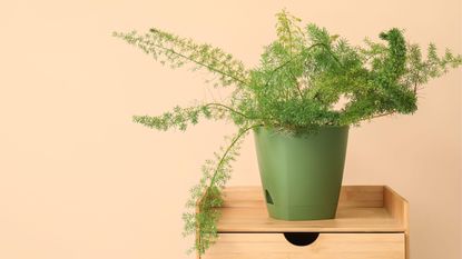 asparagus fern turning yellow and how to fix it Green asparagus fern houseplant on table near beige wall