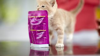 a kitten sniffs a pink packet of cat treats