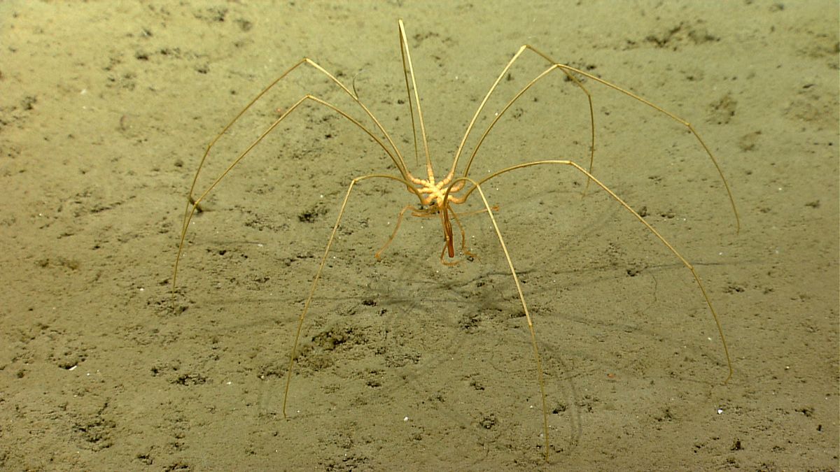 A large deep sea spider crawls across the ocean floor