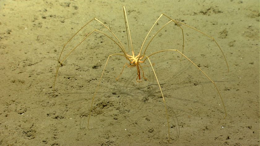 A large deep sea spider crawls across the ocean floor