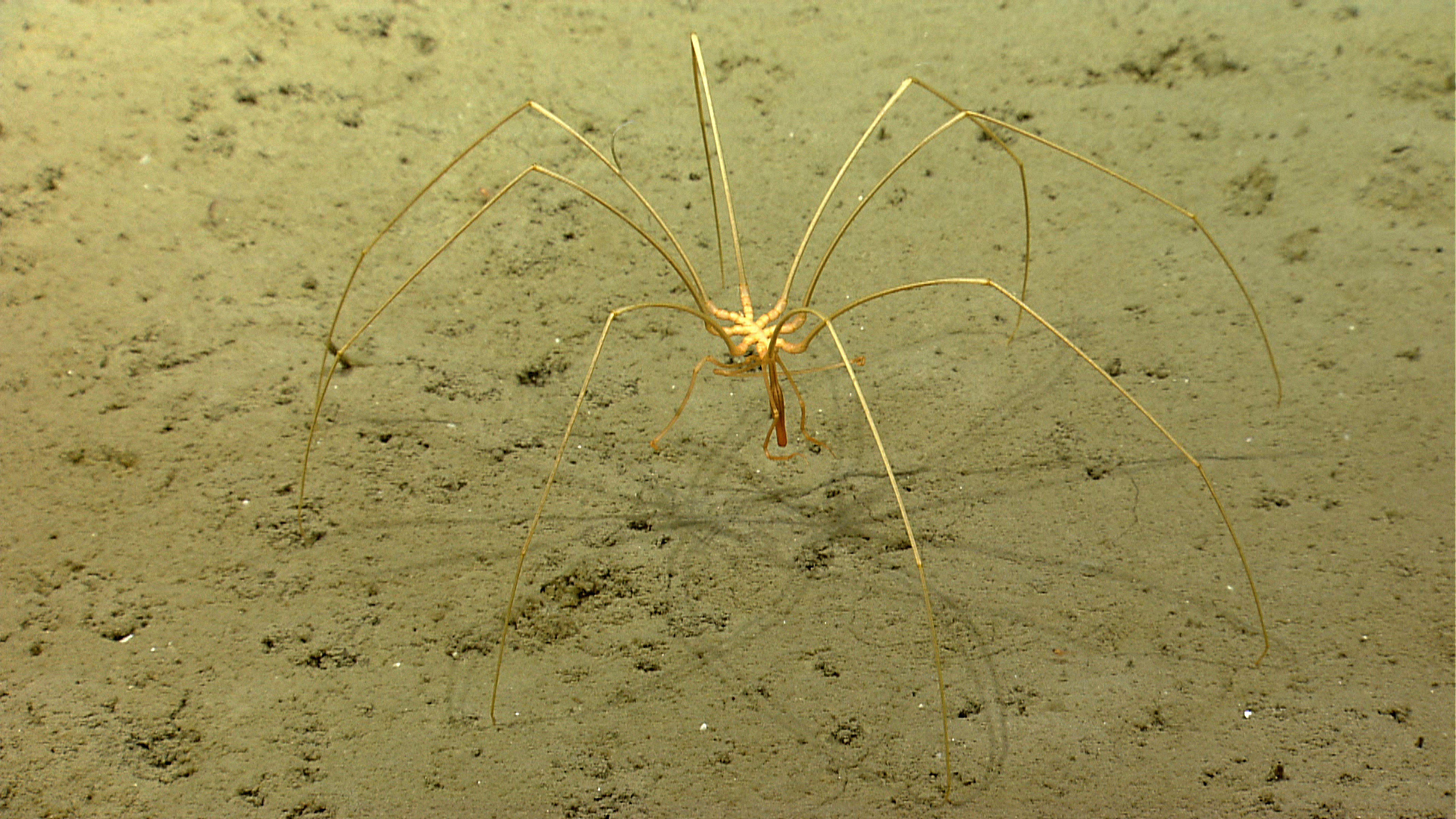 Watch enormous deep-sea spiders crawl around sub-Antarctic seafloor