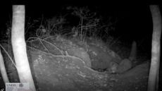A still from a night-vision camera in black and white showing a red fox scrambling backwards out of a wolf den holding a small dark wolf pup in its mouth. 