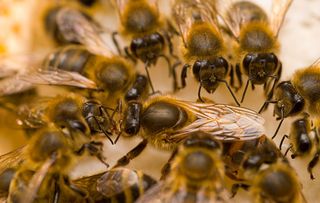 A queen bee surrounded by honeybees (Apis mellifera)