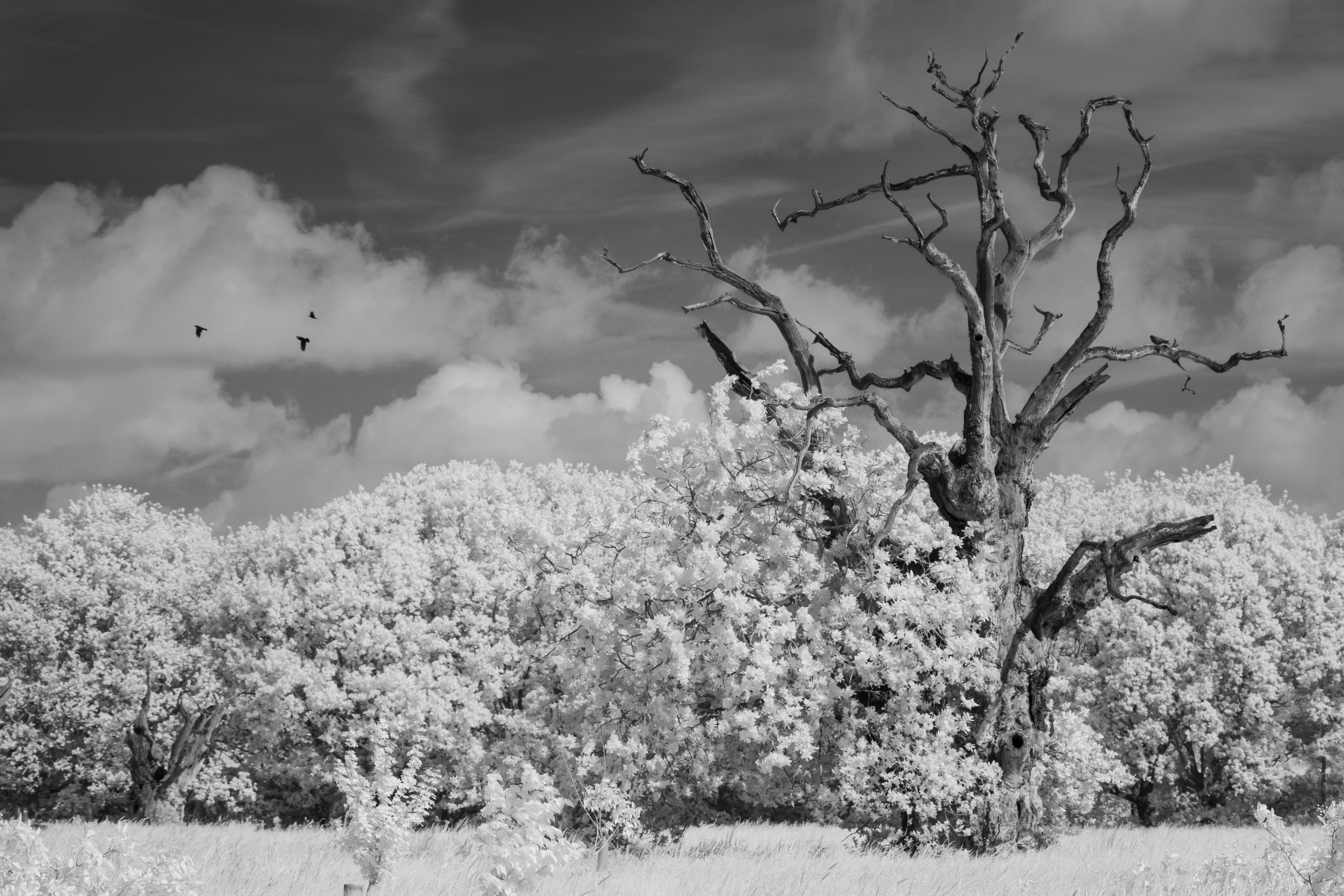 A photo taken on an infrared camera