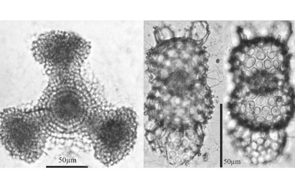 Plankton from equatorial waters found in the Arctic Ocean in 2010, from left to right: &lt;em&gt;Dictyocoryne truncatum&lt;/em&gt; and &lt;em&gt;Didymocyrtis tetrathalamus&lt;/em&gt;.