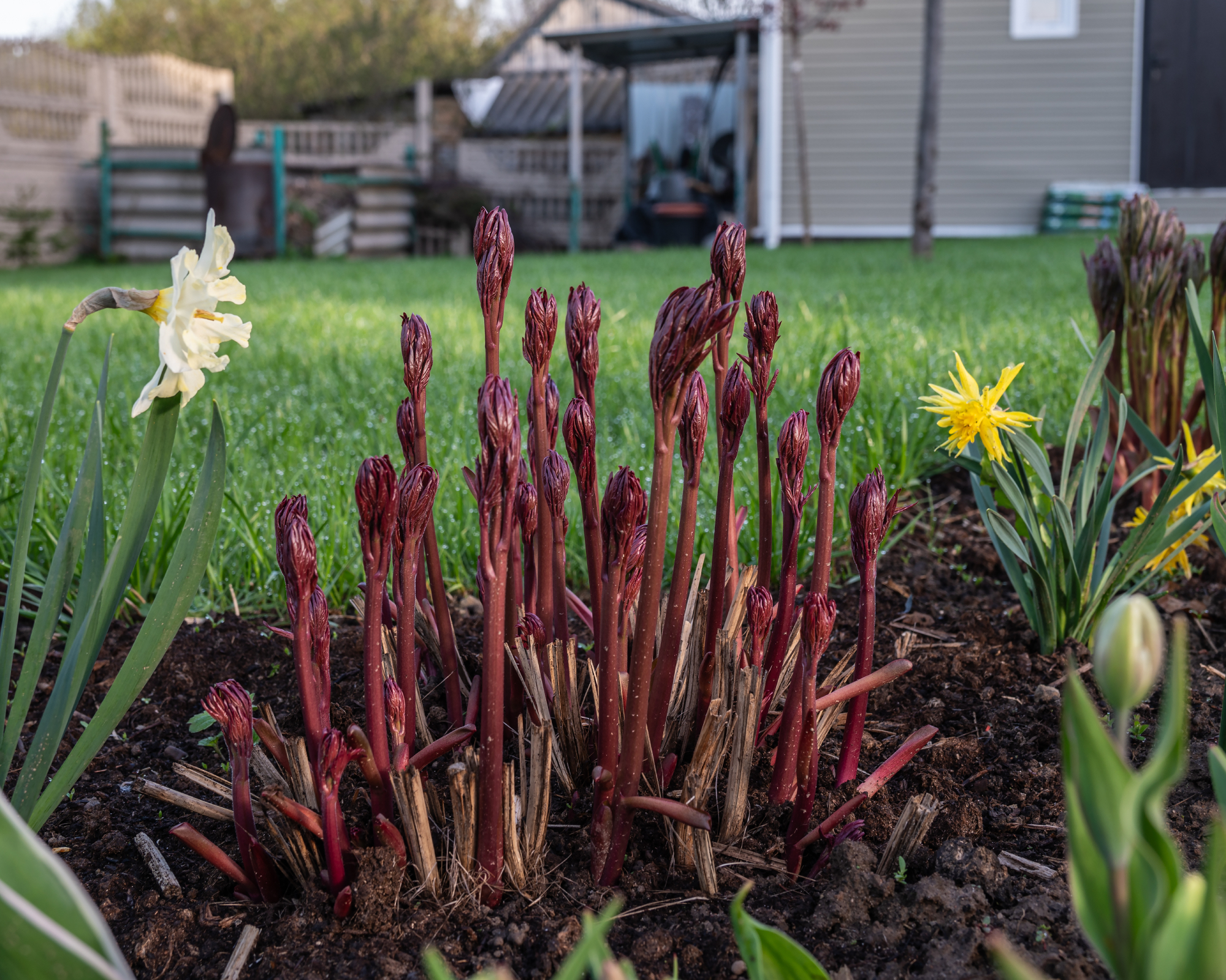 Red peony shoots emerging in a grden border in spring