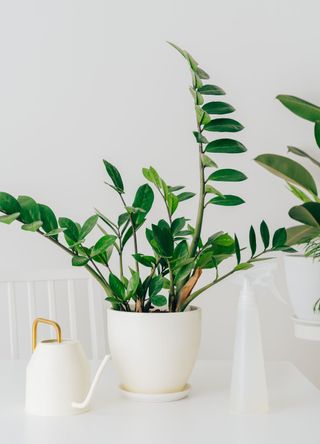 ZZ Plant in a white pot next to a white watering can on a desk