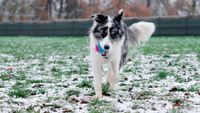 Dog playing fetch with a ball