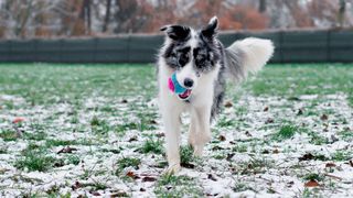 Dog playing fetch with a ball