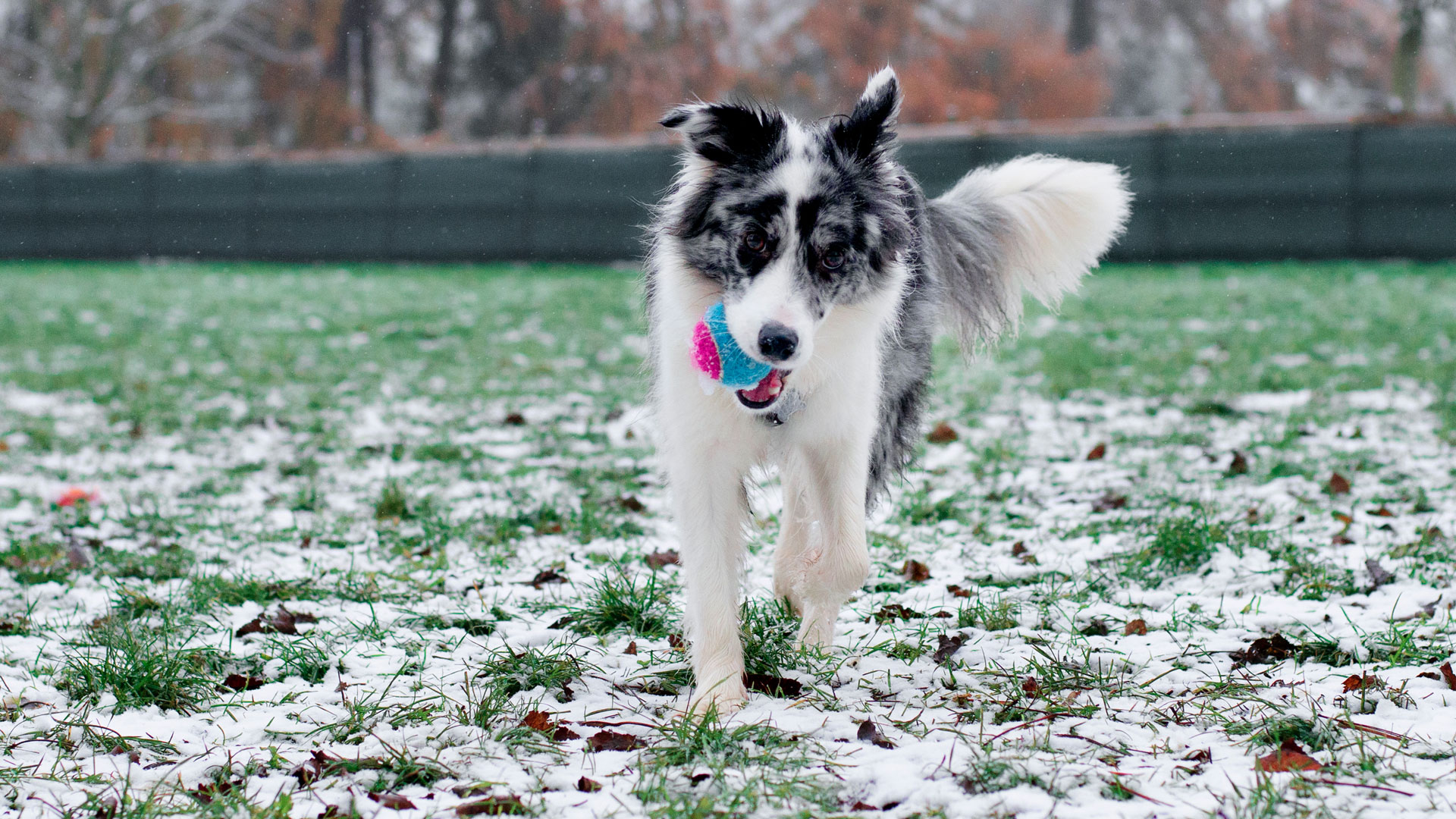 Does your dog refuse to bring the ball back when you play fetch? Here's one trainer's genius solution