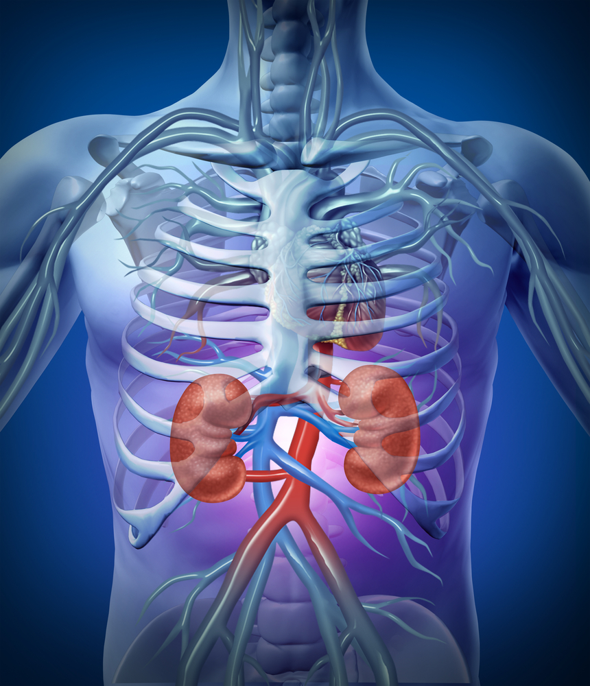 Liver And Kidney Diagram In Human Body