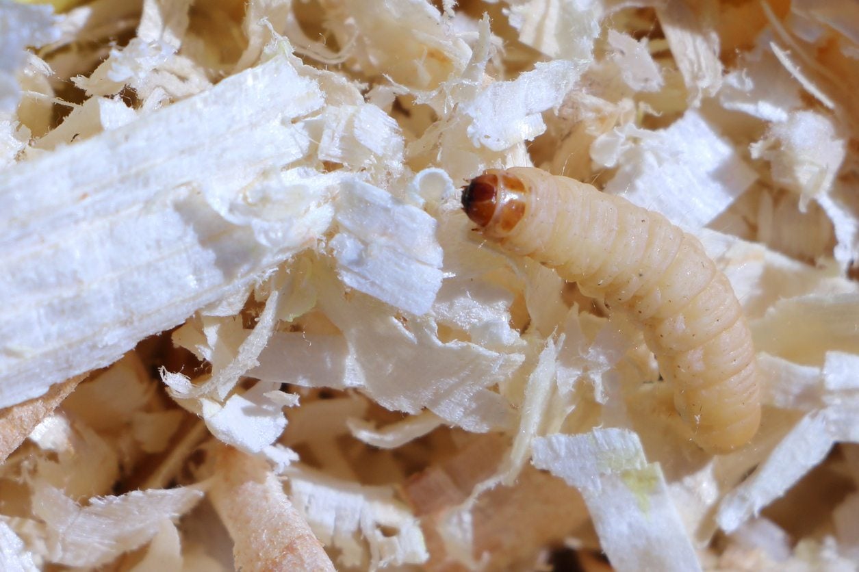 Maggots In Vermicompost - Dealing With Vermicompost Maggot