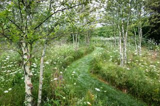 tree landscaping ideas with river birch trees lining a rewilded lawn