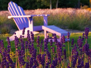 lavender plants and white Adirondack chair