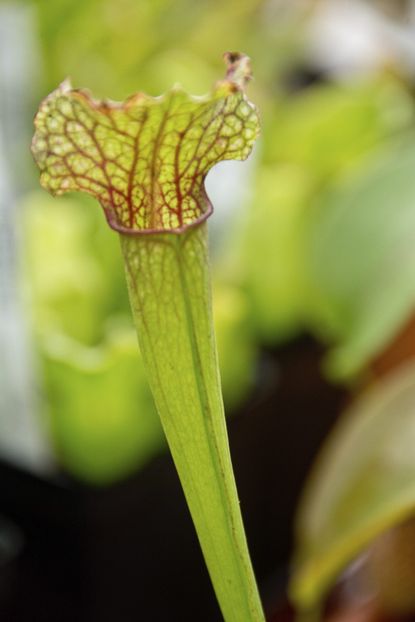 Close Up Of Pitcher Plant With No Pitchers