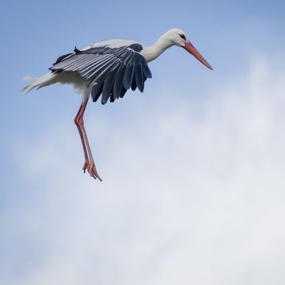 White stork flying 