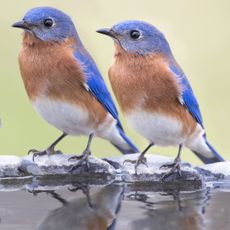 two bluebirds sitting on bird bath