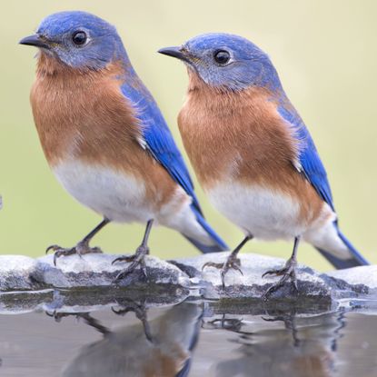 two bluebirds sitting on bird bath