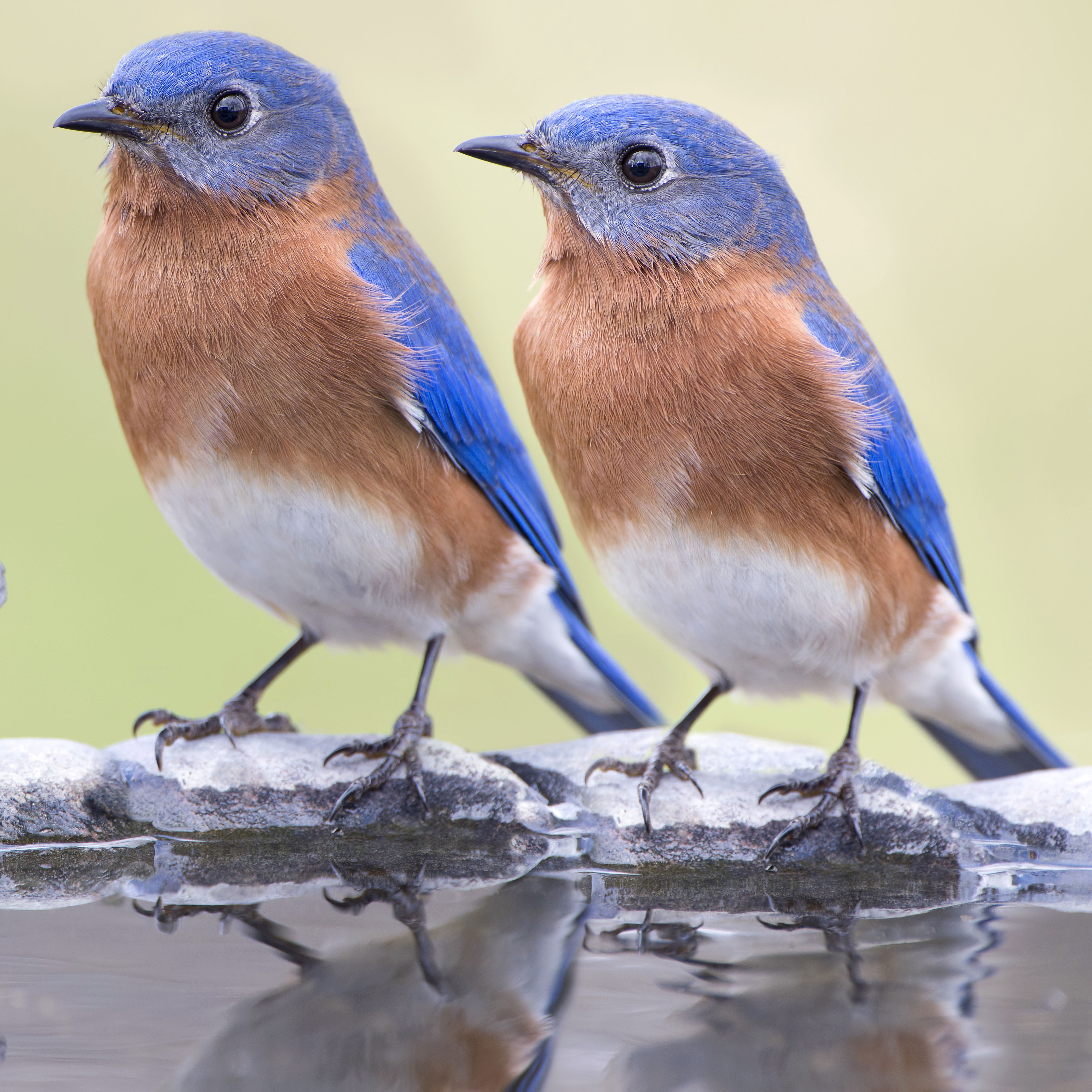 two bluebirds sitting on bird bath