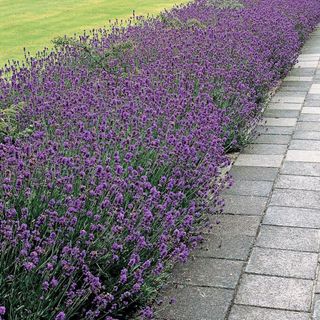 Wayside Garden Lavandula 'Munstead'