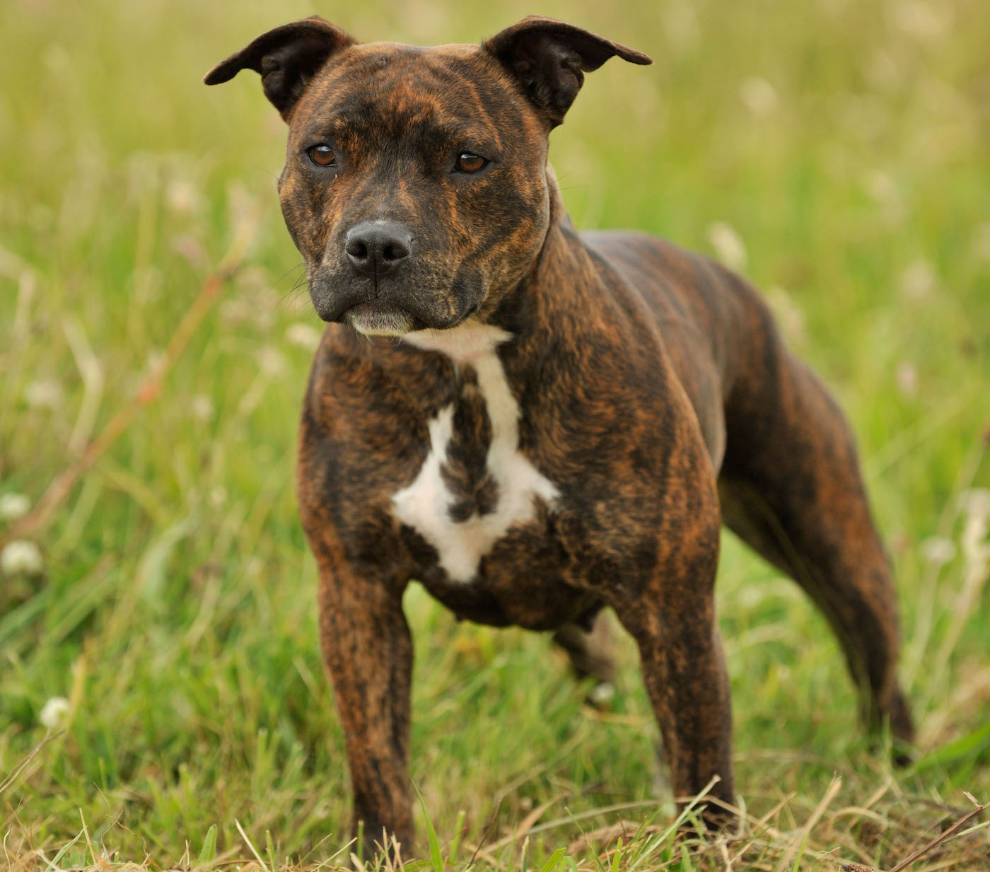 staffordshire bull terrier dog