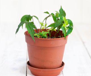 Clematis cutting growing in a plastic pot with green shoots