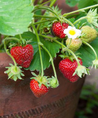 Strawberries in clay pot growing and ready to be picked. Summer berries perfect for container gardening