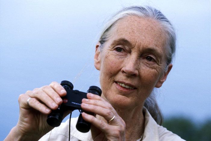 jane goodall biography, chimpanzees