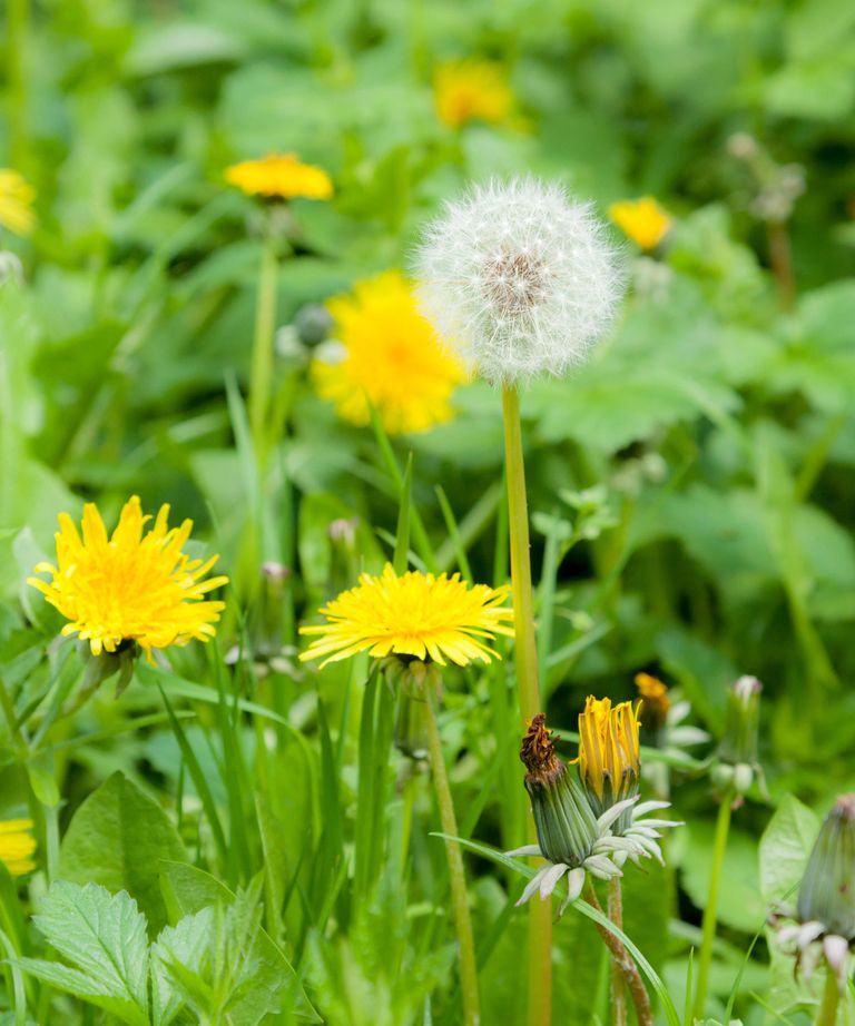 How to kill weeds naturally – 10 quick and easy methods | Real Homes