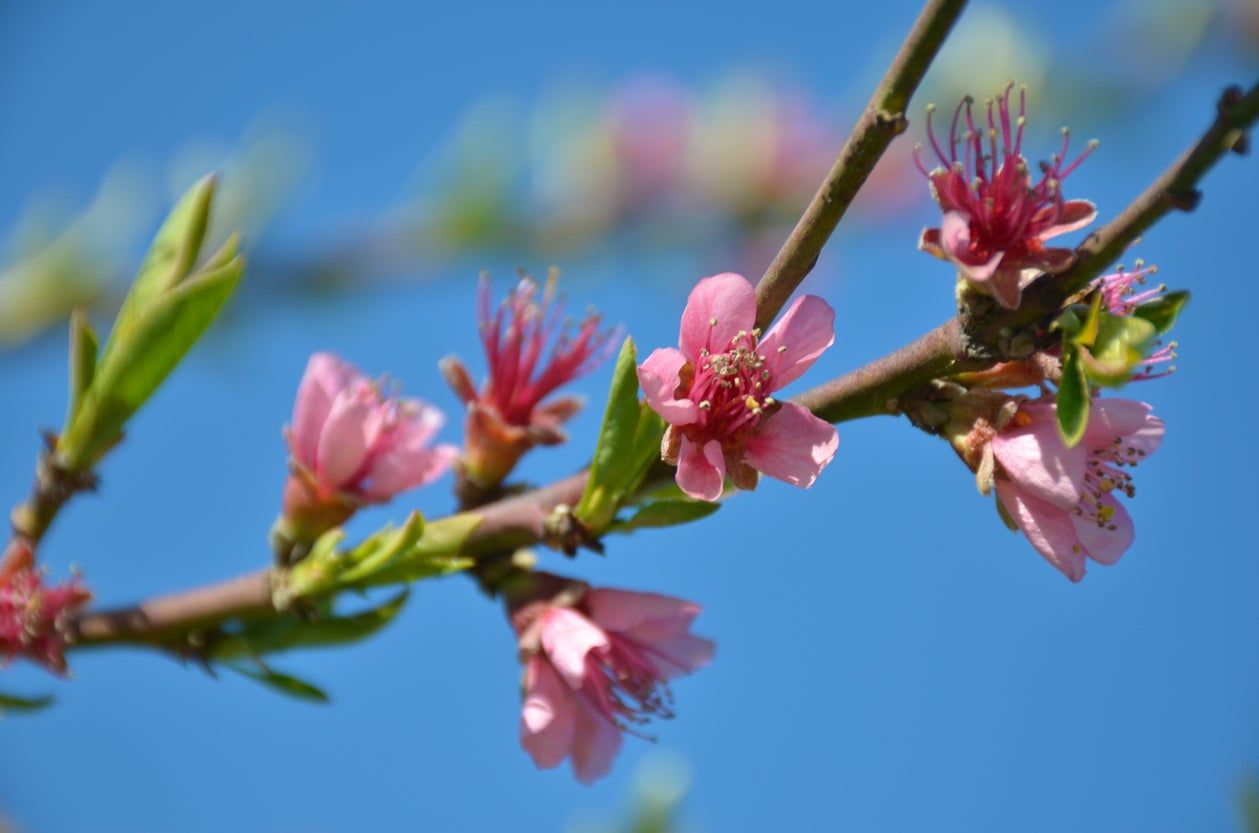 Frost Peach Tree Flowers