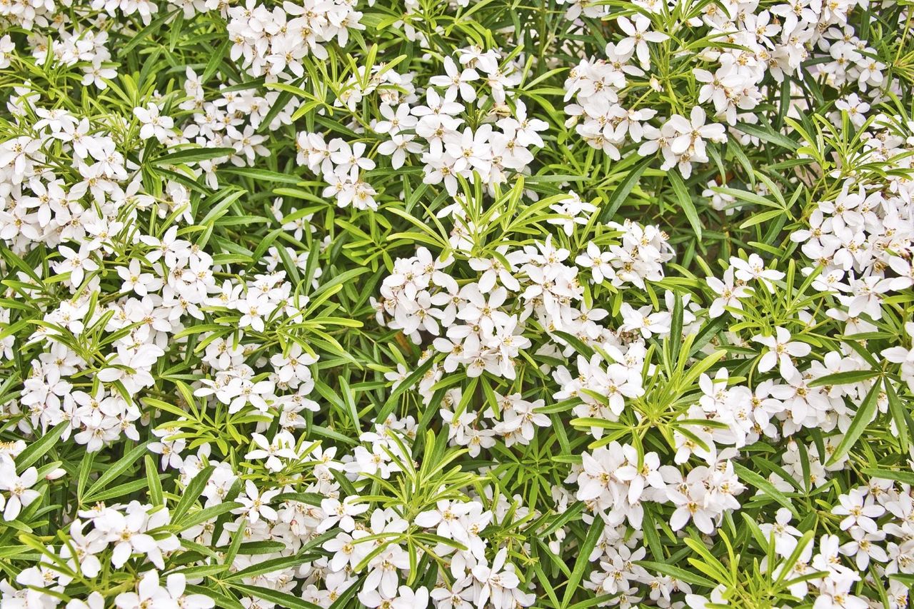 White Flowers On Choisya Shrub