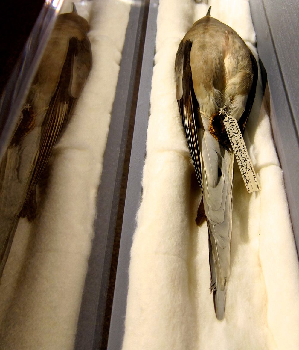 Images Of Rare Passenger Pigeon Museum Specimens Live Science