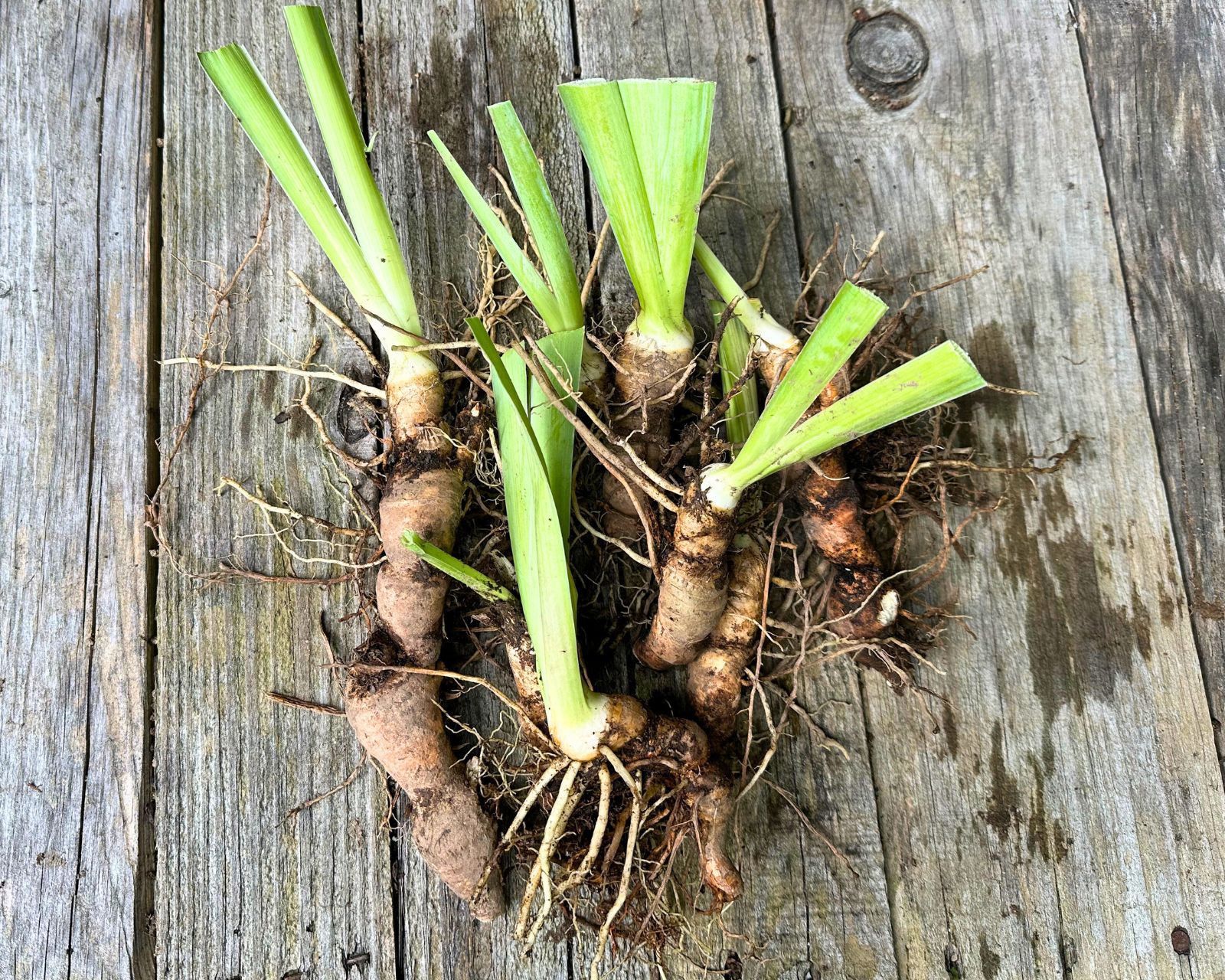 German Iris Plant Divisions