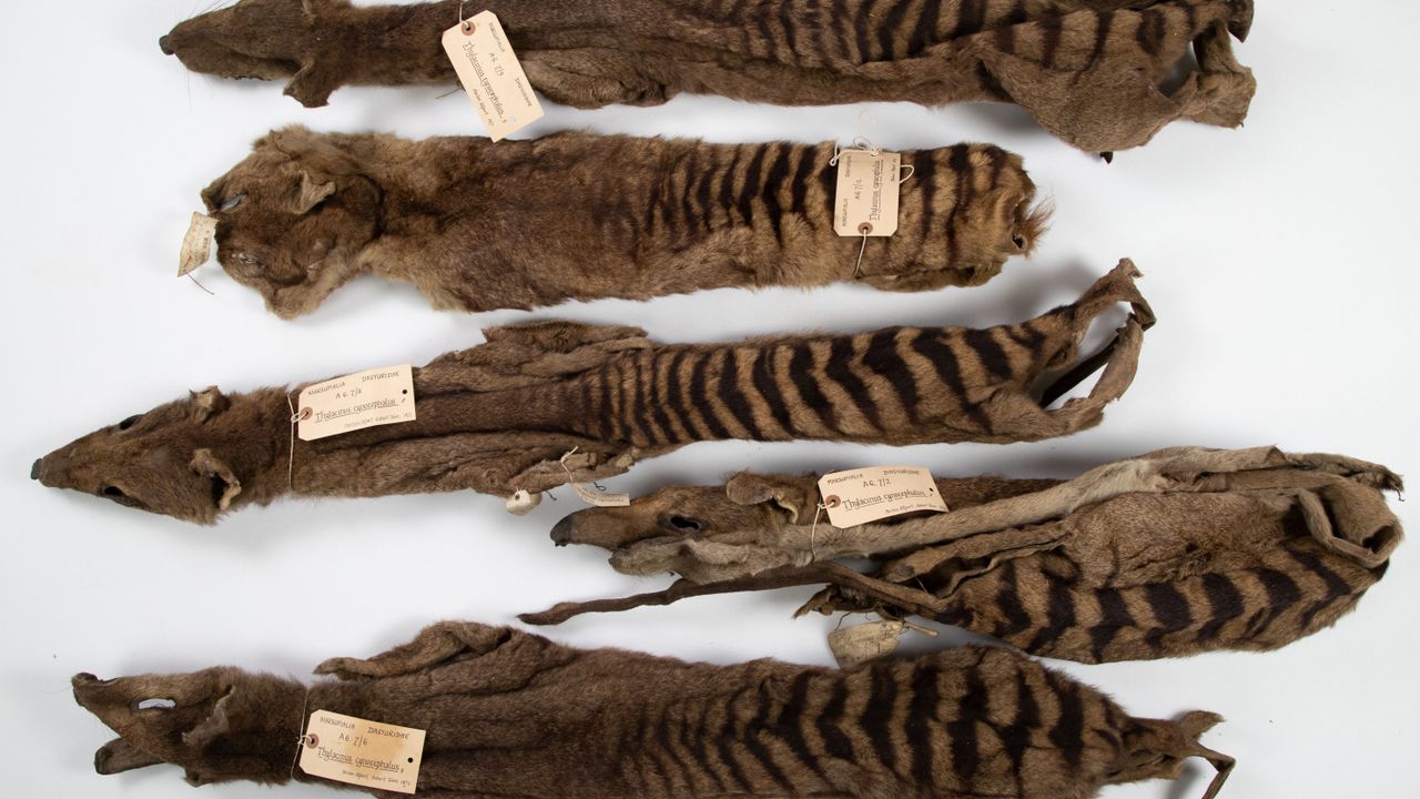 Five striped pelts laid out on a surface